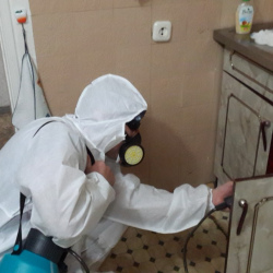 Дезинфекция от муравьев в квартире в поселке имени Цюрупы